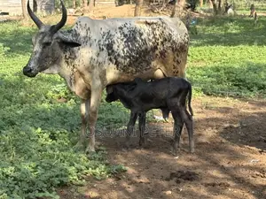 Male and Female Cattle Available in All Sizes