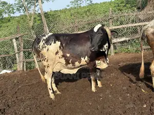 Male and Female Cattle Available in All Sizes