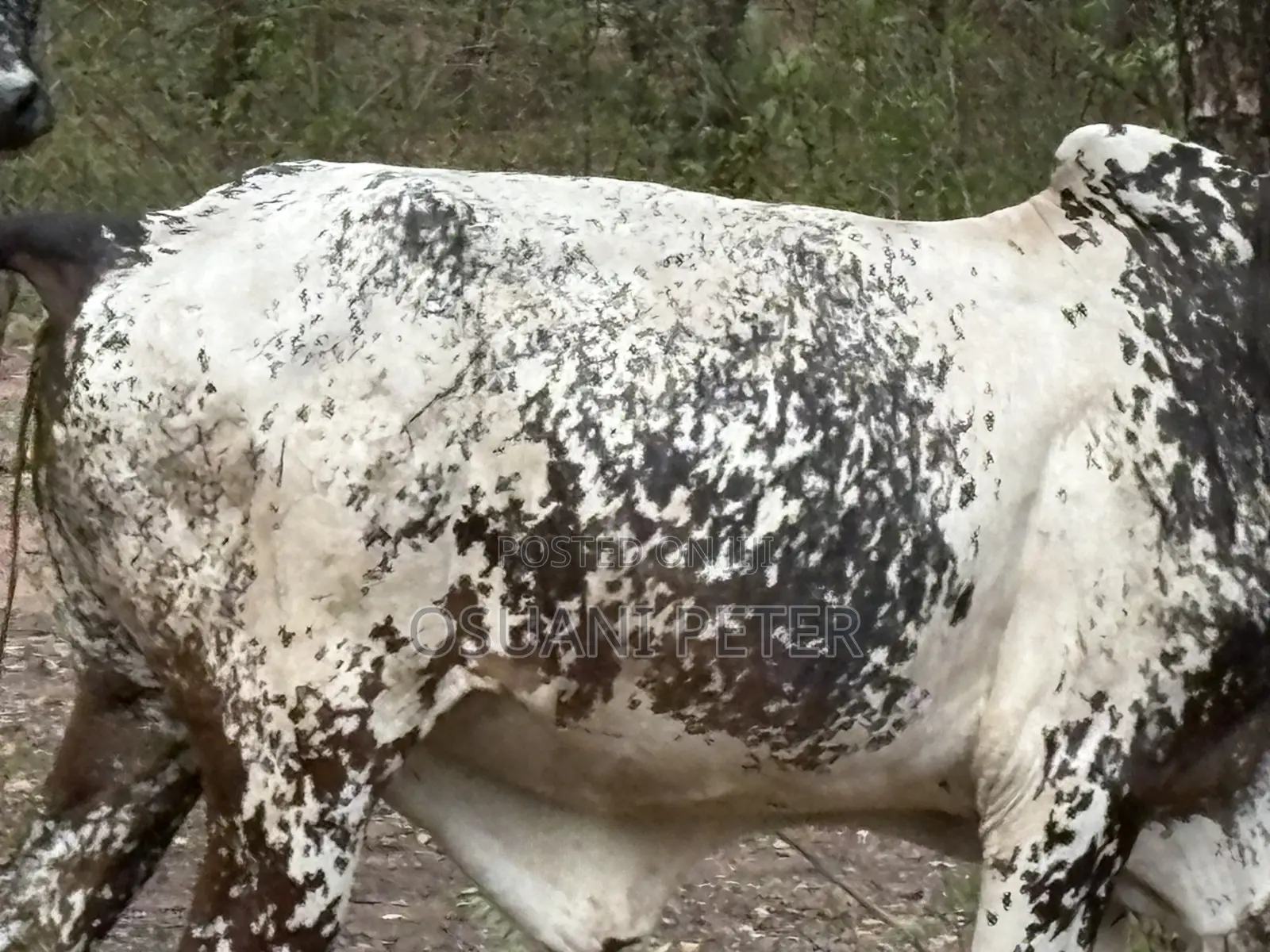 Male and Female Cattle Available in All Sizes