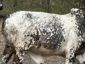 Male and Female Cattle Available in All Sizes