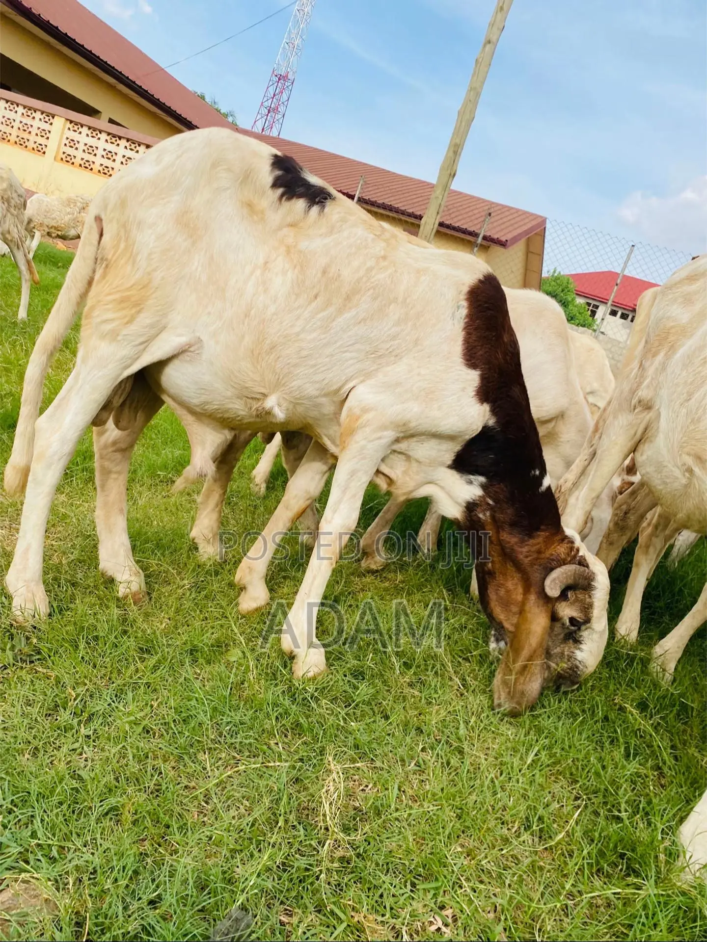 Full Sheep's for sale - Adam Price: GH₵ 1,500 on Jiji.com.gh [Yendi]