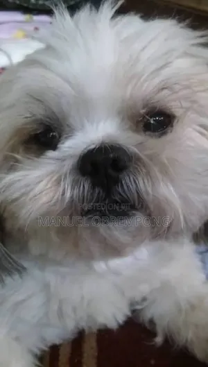 1+ year Male Purebred Shih Tzu