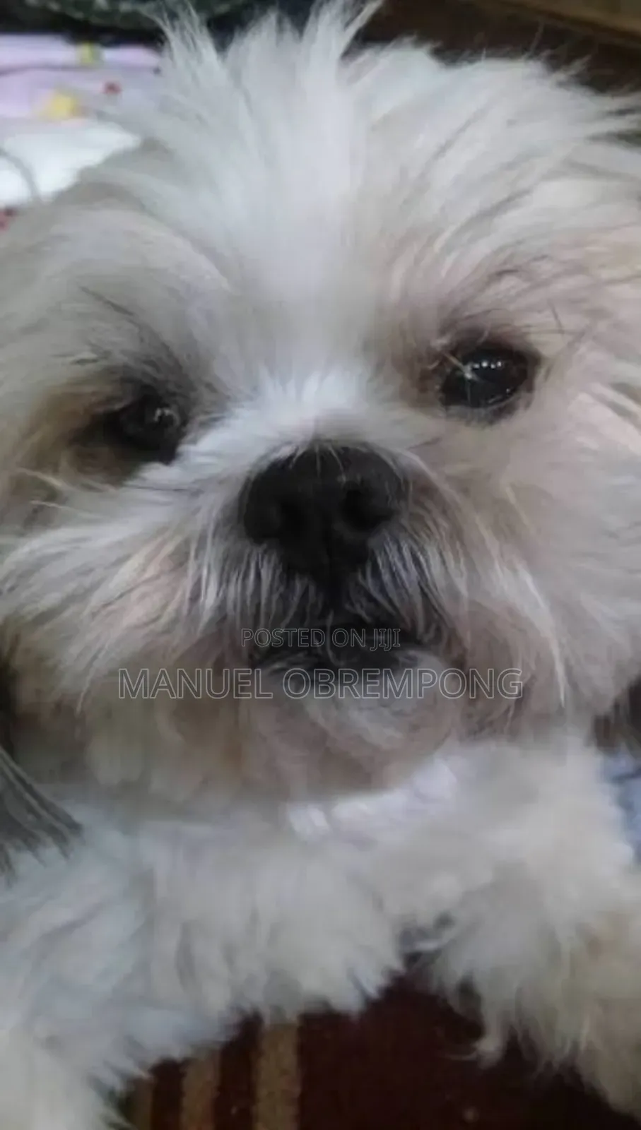 1+ year Male Purebred Shih Tzu