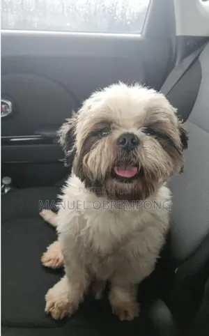 1+ year Male Purebred Shih Tzu