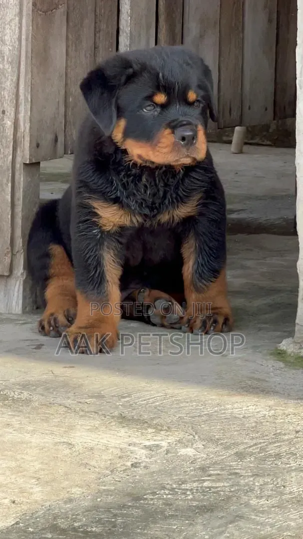 1-3 months Male Purebred Rottweiler