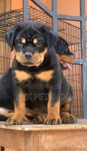 1-3 months Male Purebred Rottweiler
