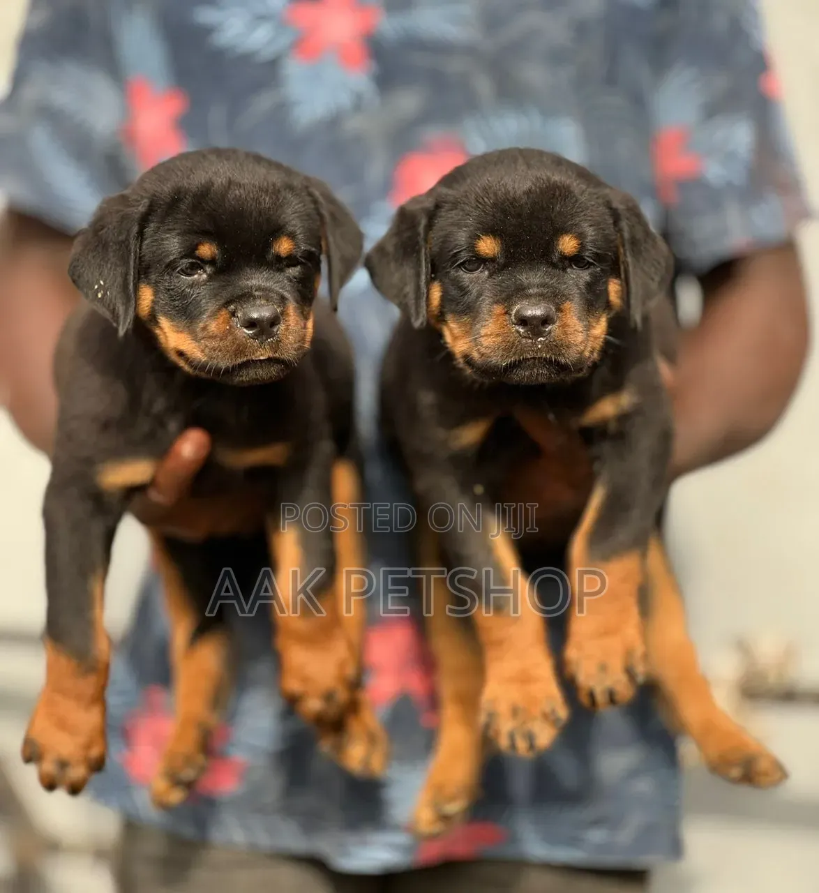 1-3 months Male Purebred Rottweiler