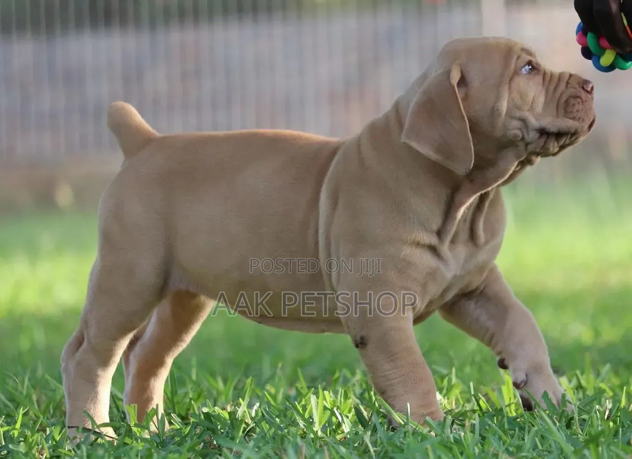 1-3 months Male Purebred Boerboel