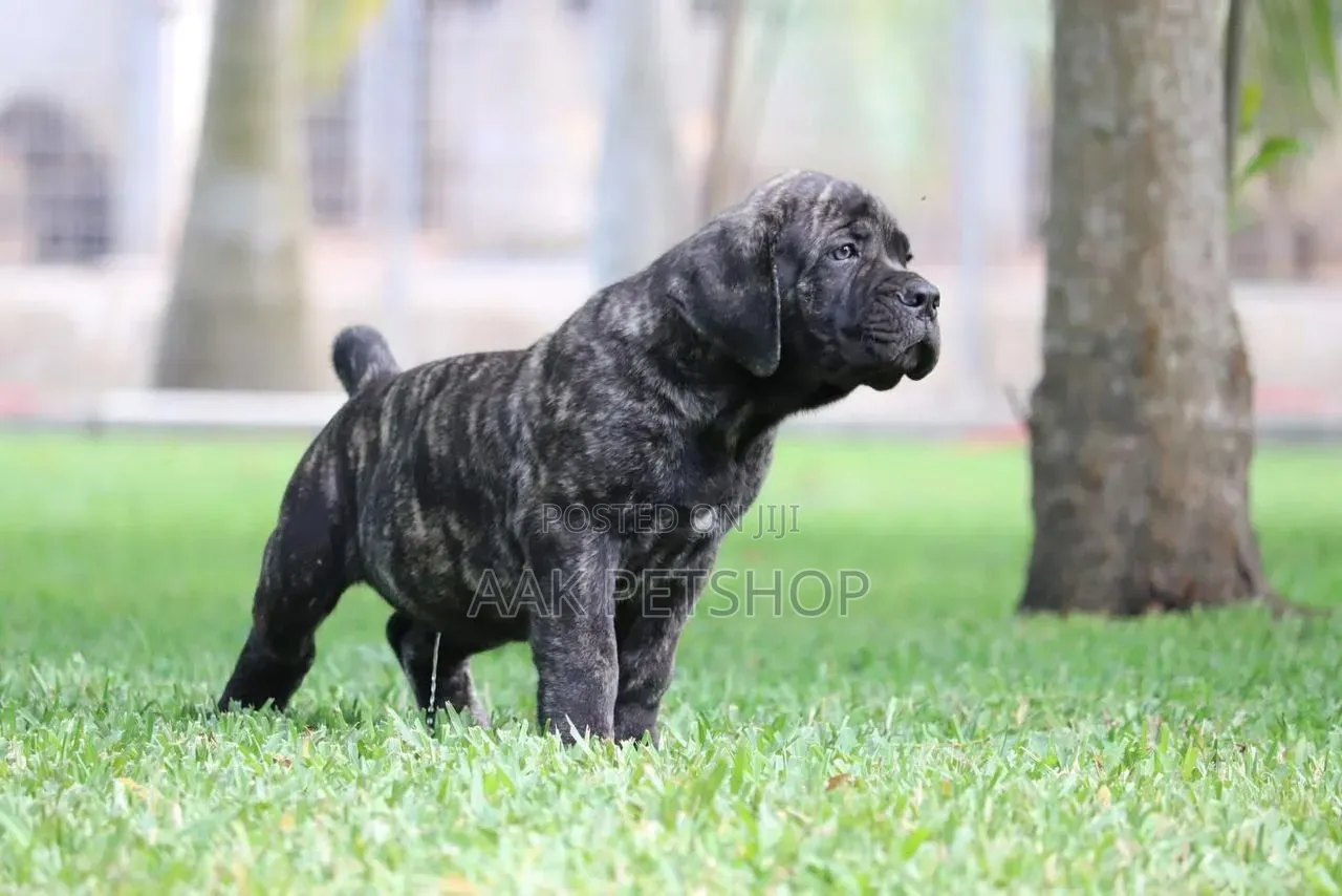 1-3 months Male Purebred Boerboel