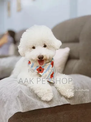 1-3 months Female Purebred Poodle