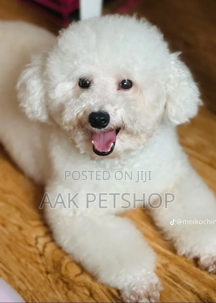 1-3 months Female Purebred Poodle