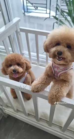 1-3 months Female Purebred Poodle