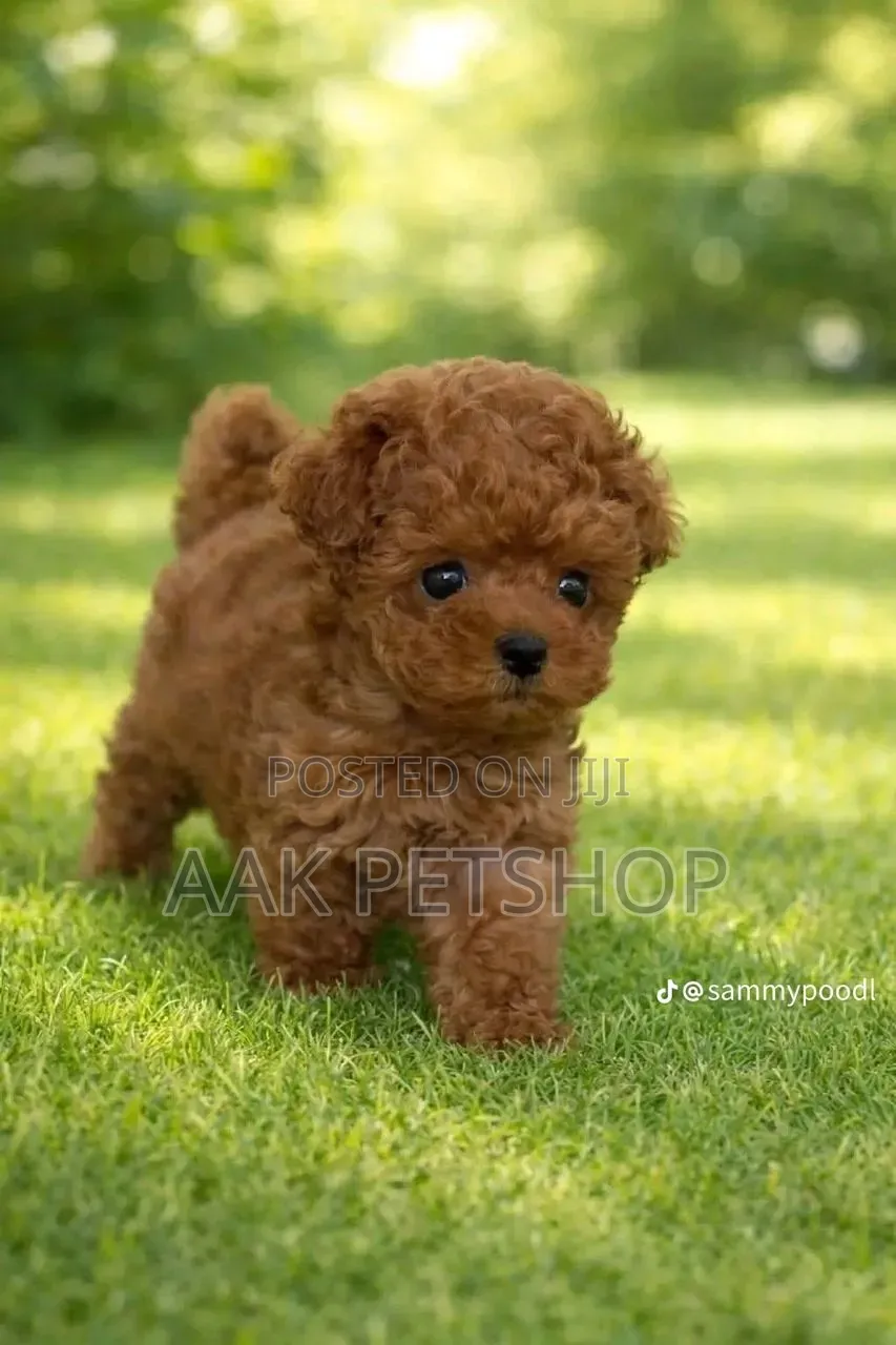1-3 months Female Purebred Poodle