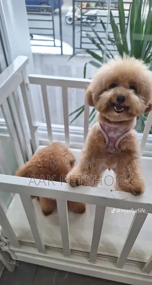 1-3 months Female Purebred Poodle