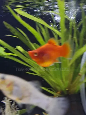 Guppy Fish Fry