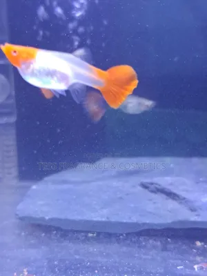 Guppy Fish Fry