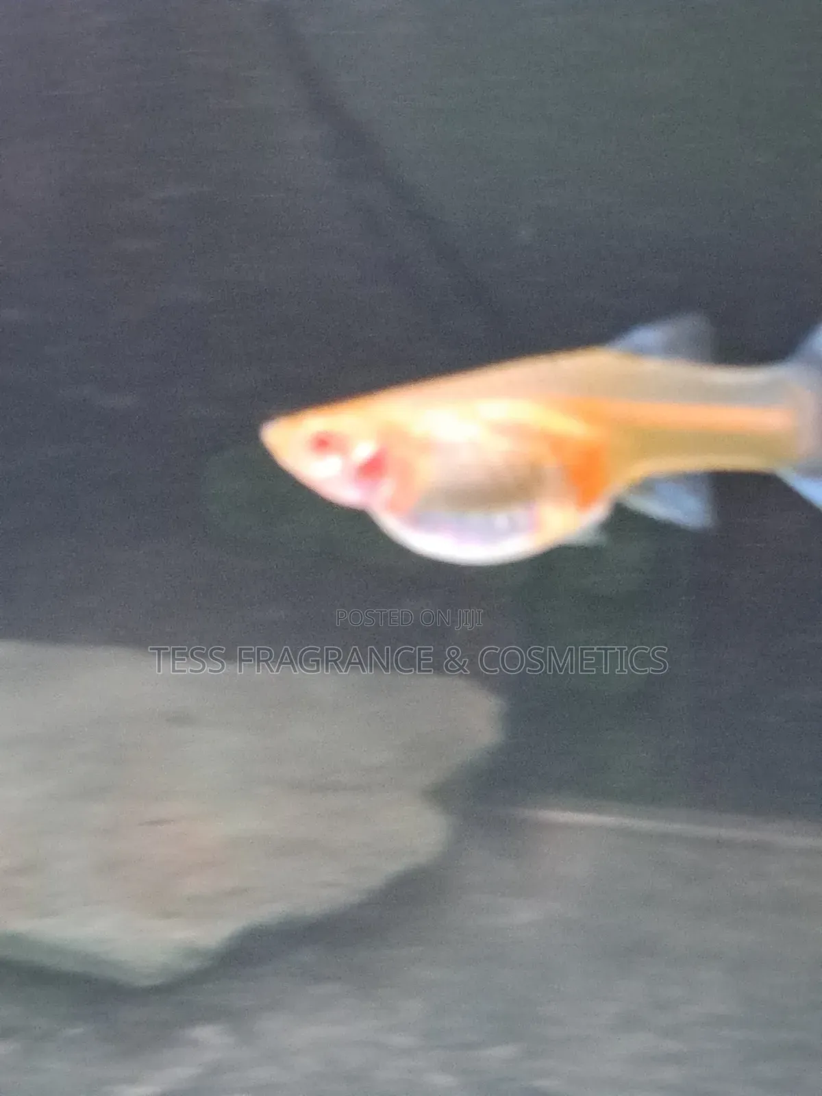 Guppy Fish Fry