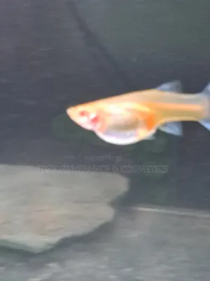 Guppy Fish Fry