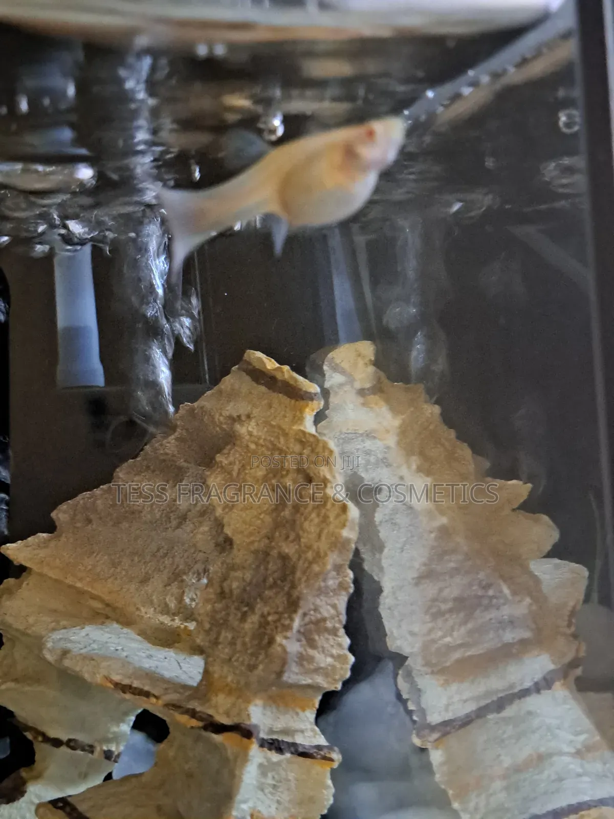 Guppy Fish Fry