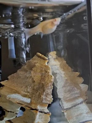 Guppy Fish Fry