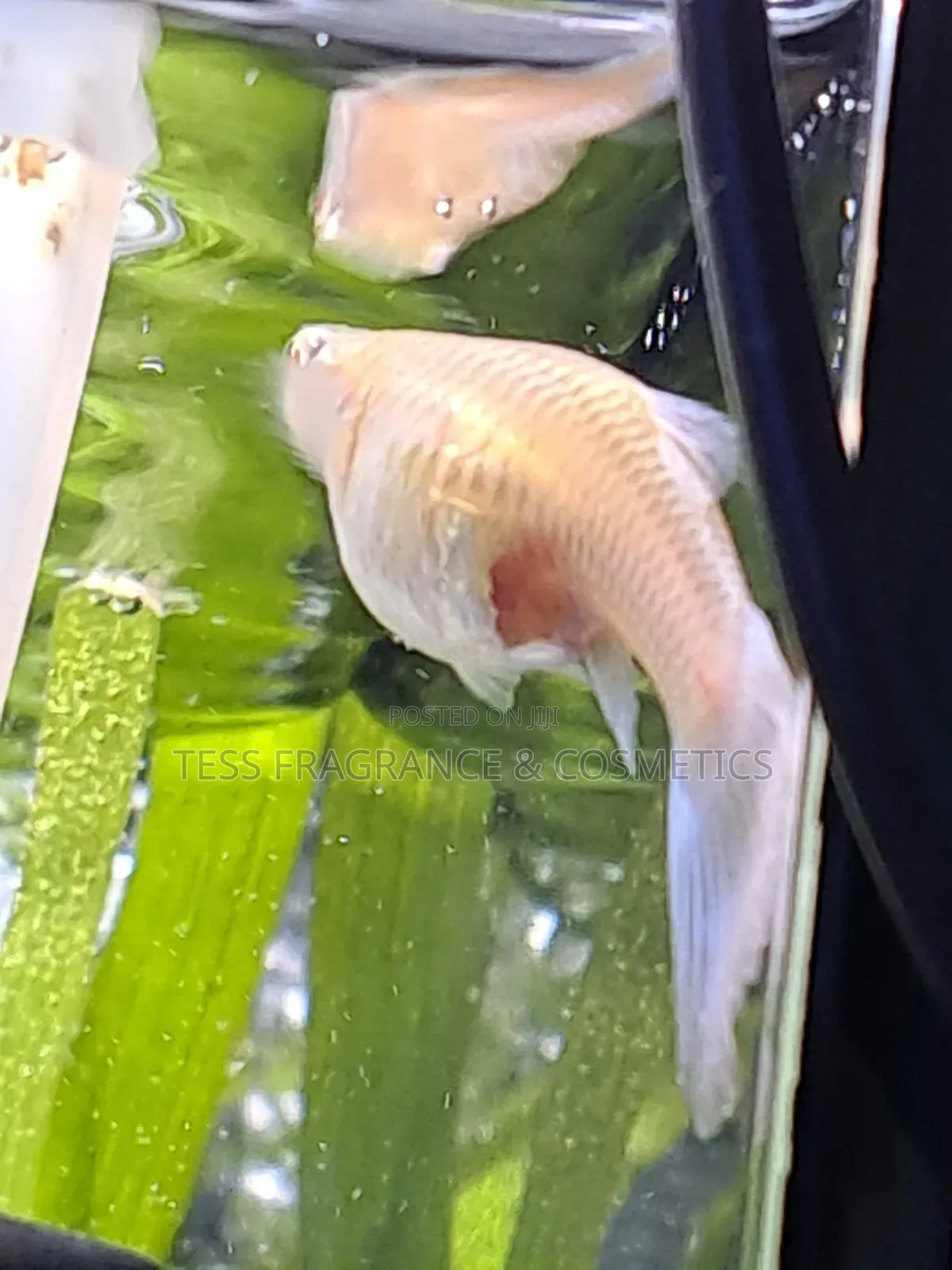 Guppy Fish Fry