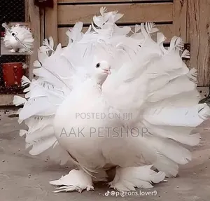 Fantail Pigeon