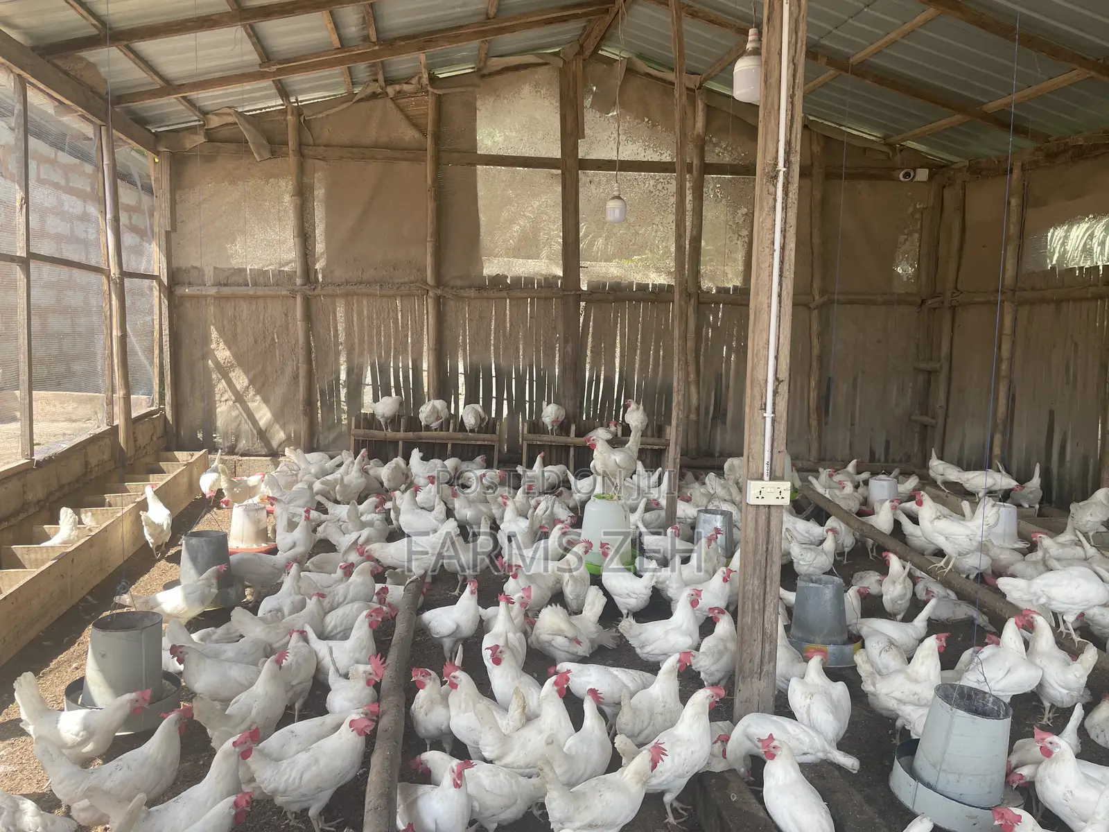 Fresh Eggs For Sale
