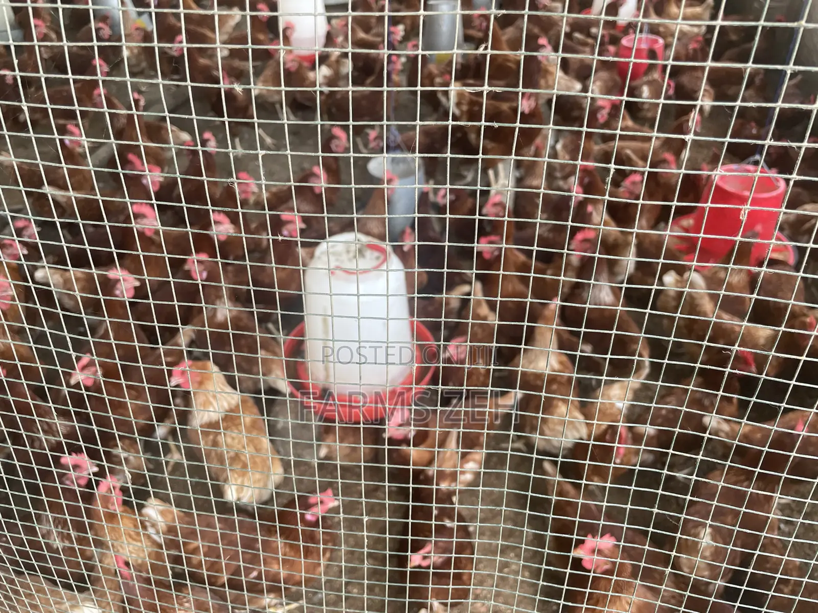 Fresh Eggs For Sale