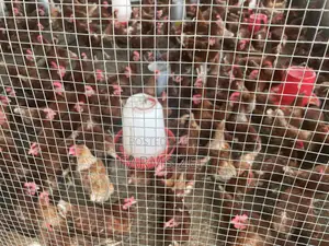 Fresh Eggs For Sale