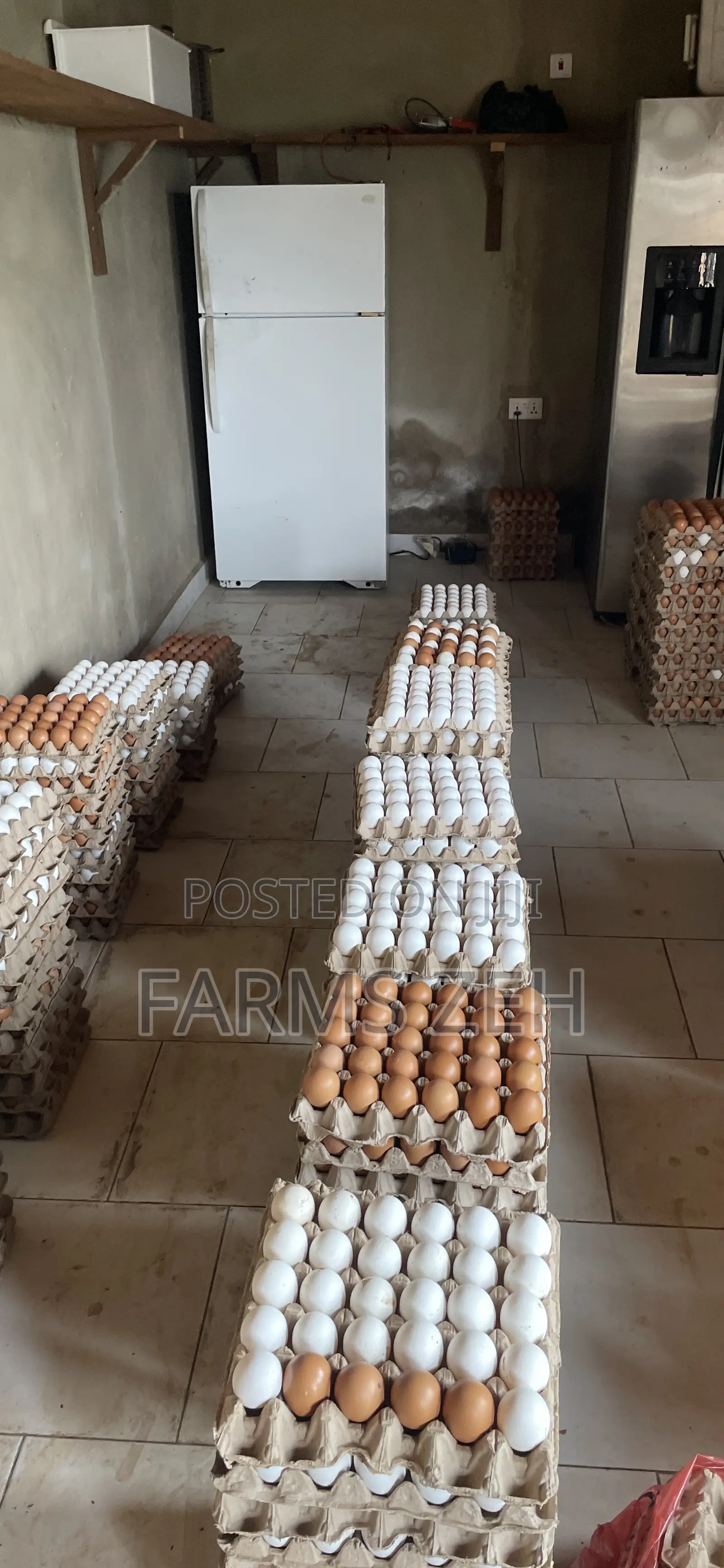 Fresh Eggs For Sale