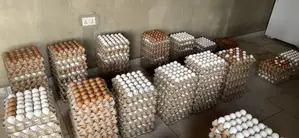 Fresh Eggs For Sale