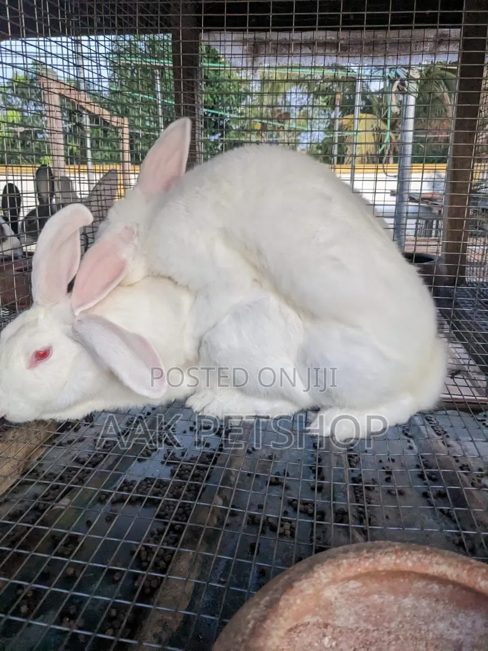 New Zeland White Rabbit