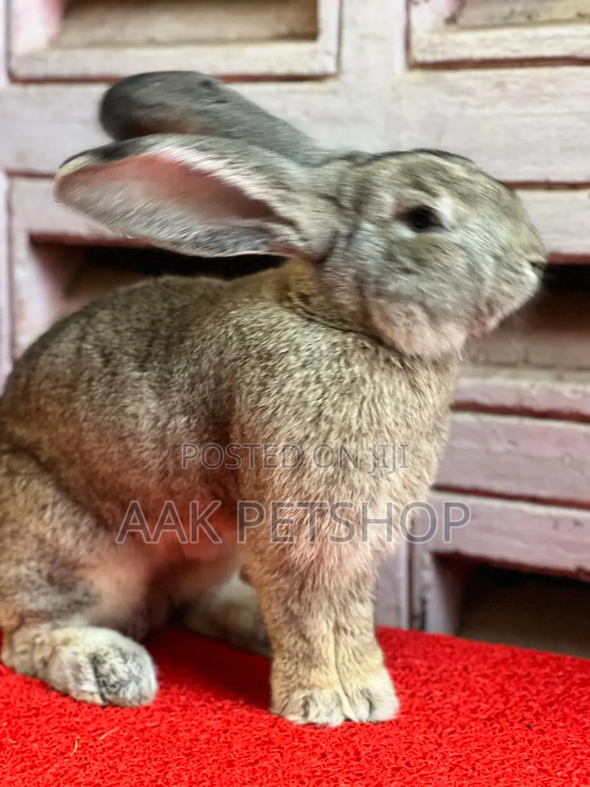 Flemish Gaint Rabbit