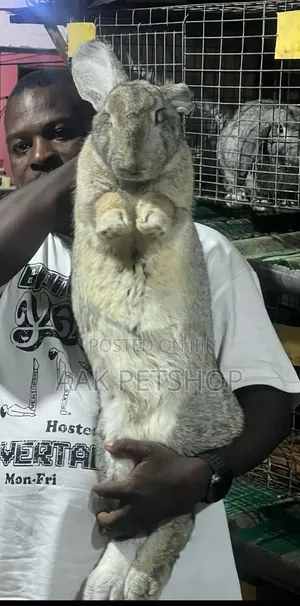 Flemish Gaint Rabbit