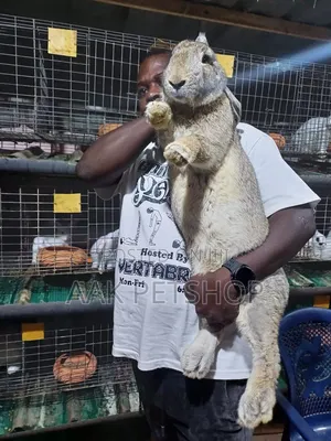 Flemish Gaint Rabbit