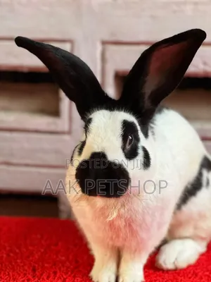 Papalion Gaint Rabbit