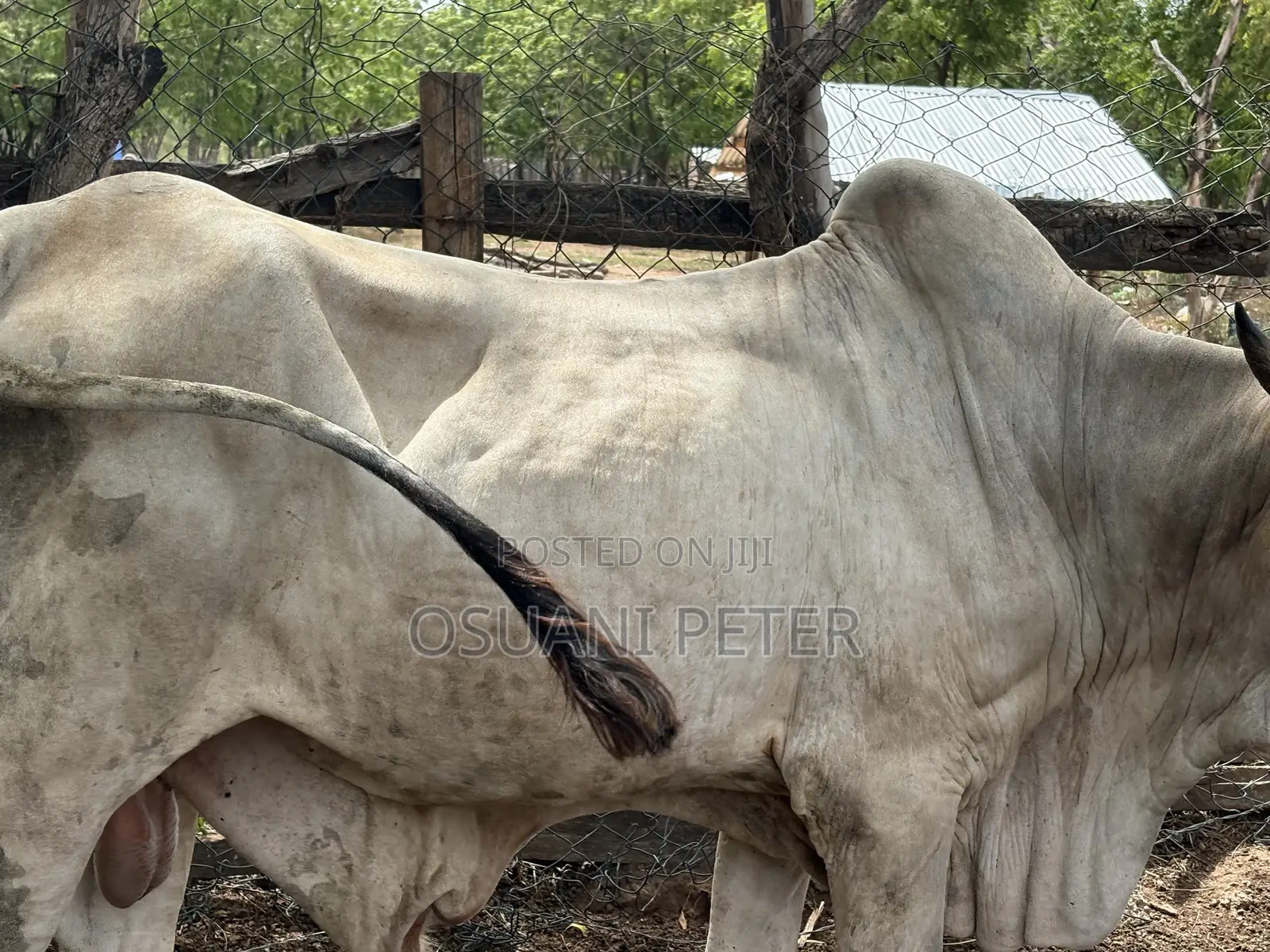 Male and Female Cattle Available in All Sizes