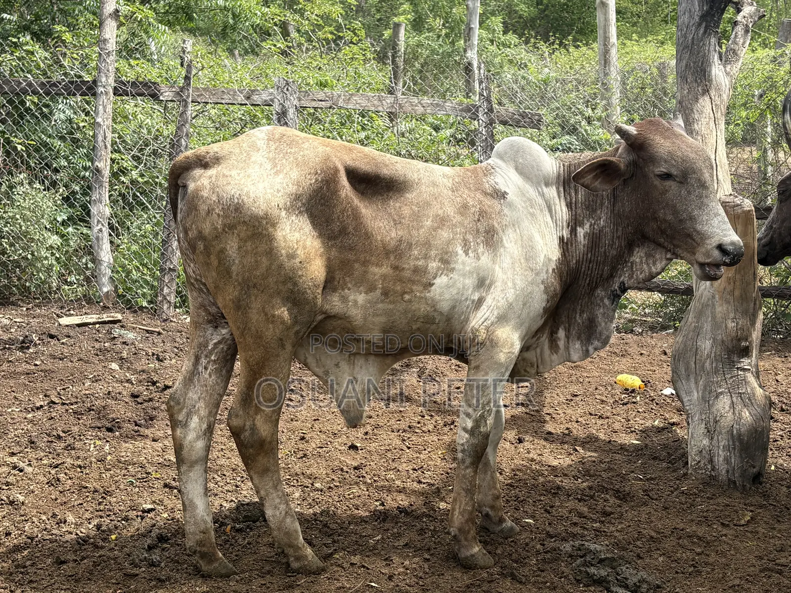 Male and Female Cattle Available in All Sizes