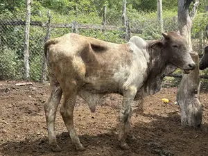 Male and Female Cattle Available in All Sizes