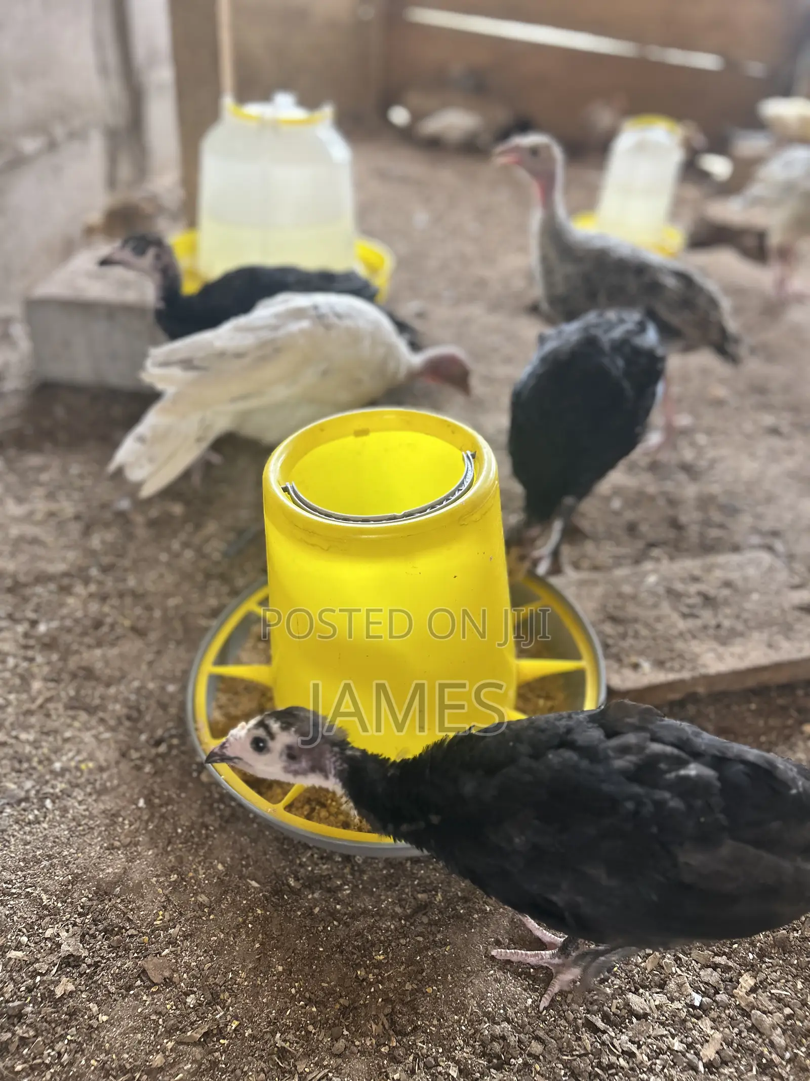 Foreign Turkey Poults