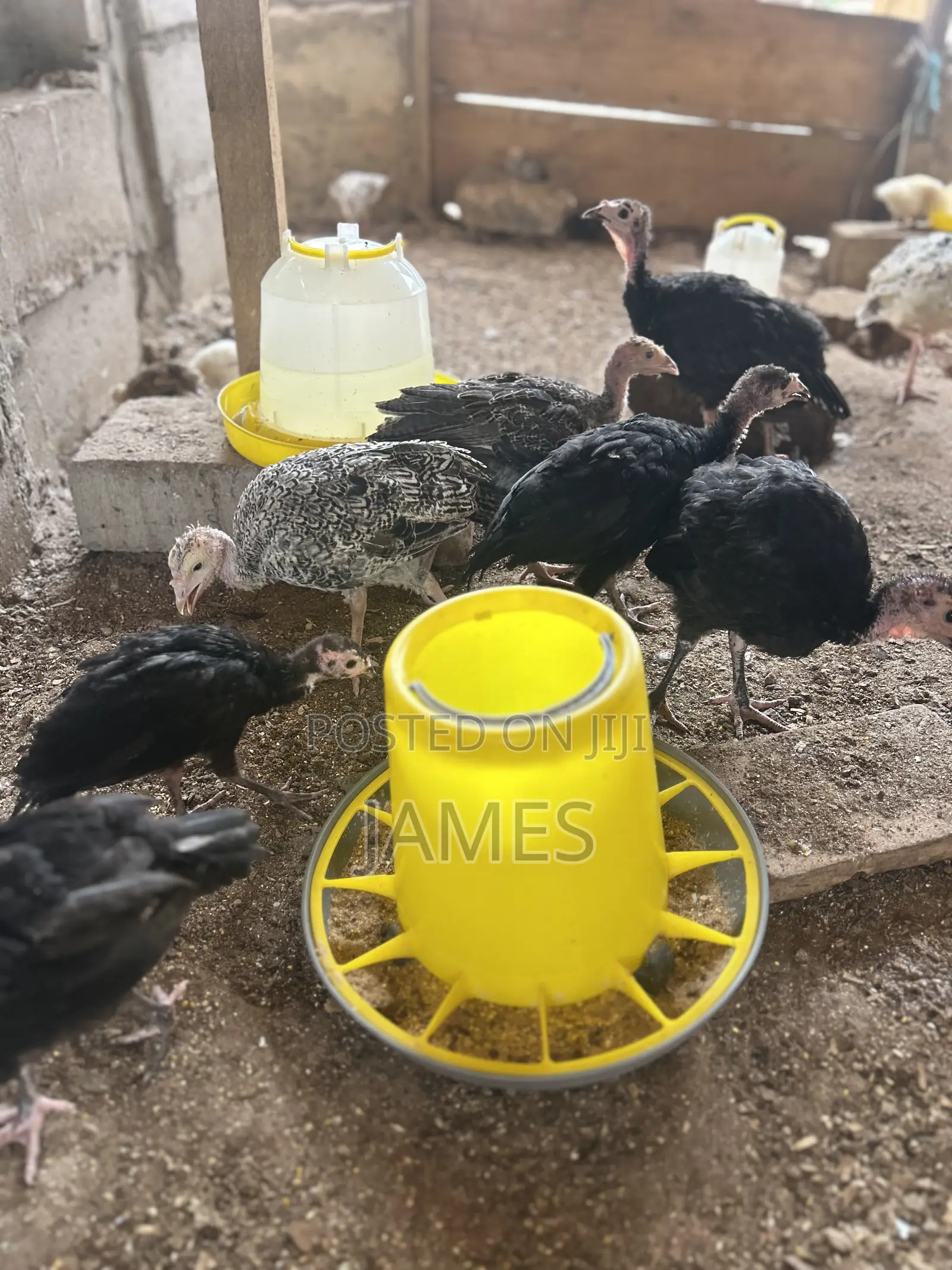 Foreign Turkey Poults