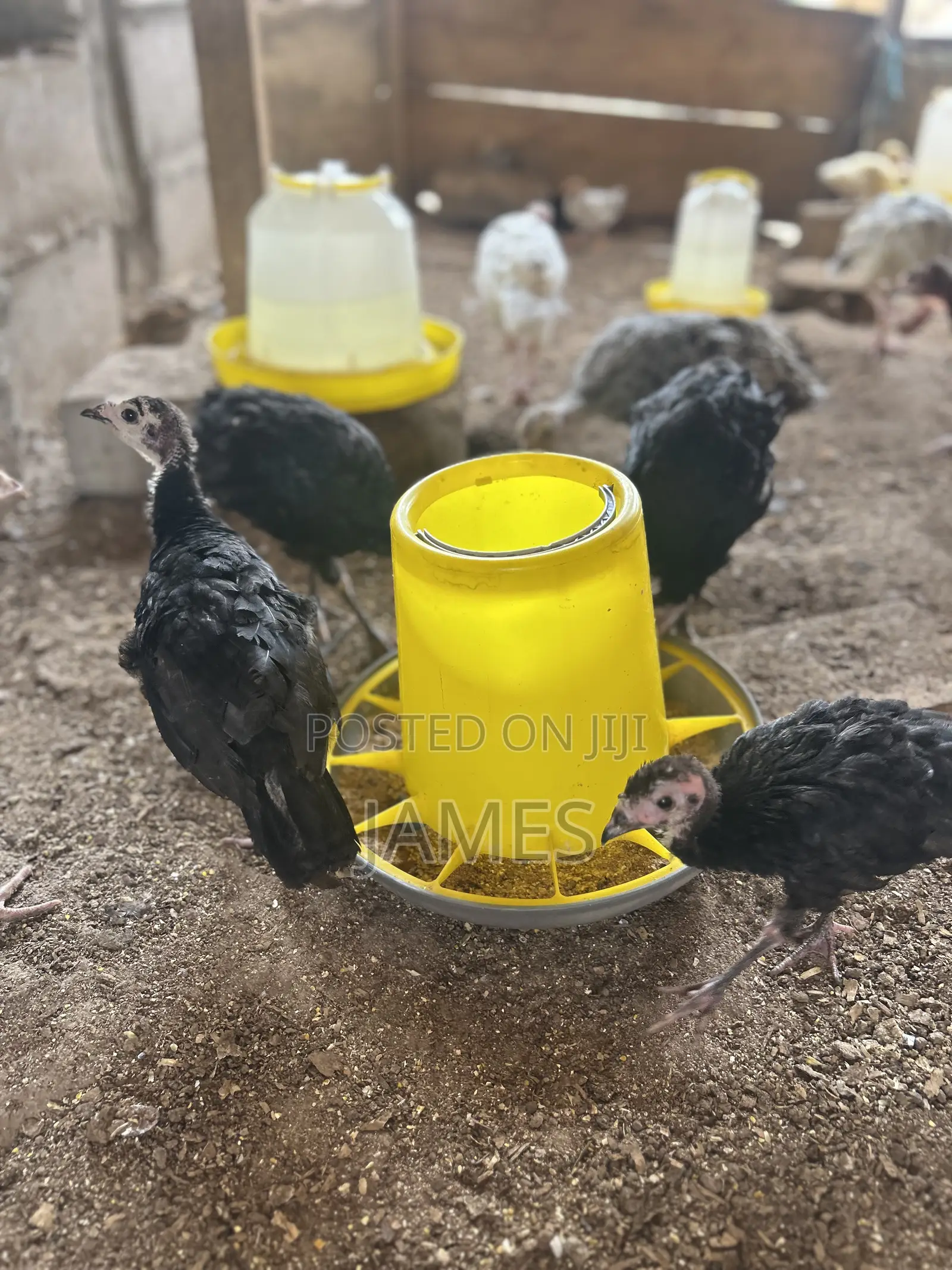 Foreign Turkey Poults