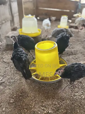 Foreign Turkey Poults