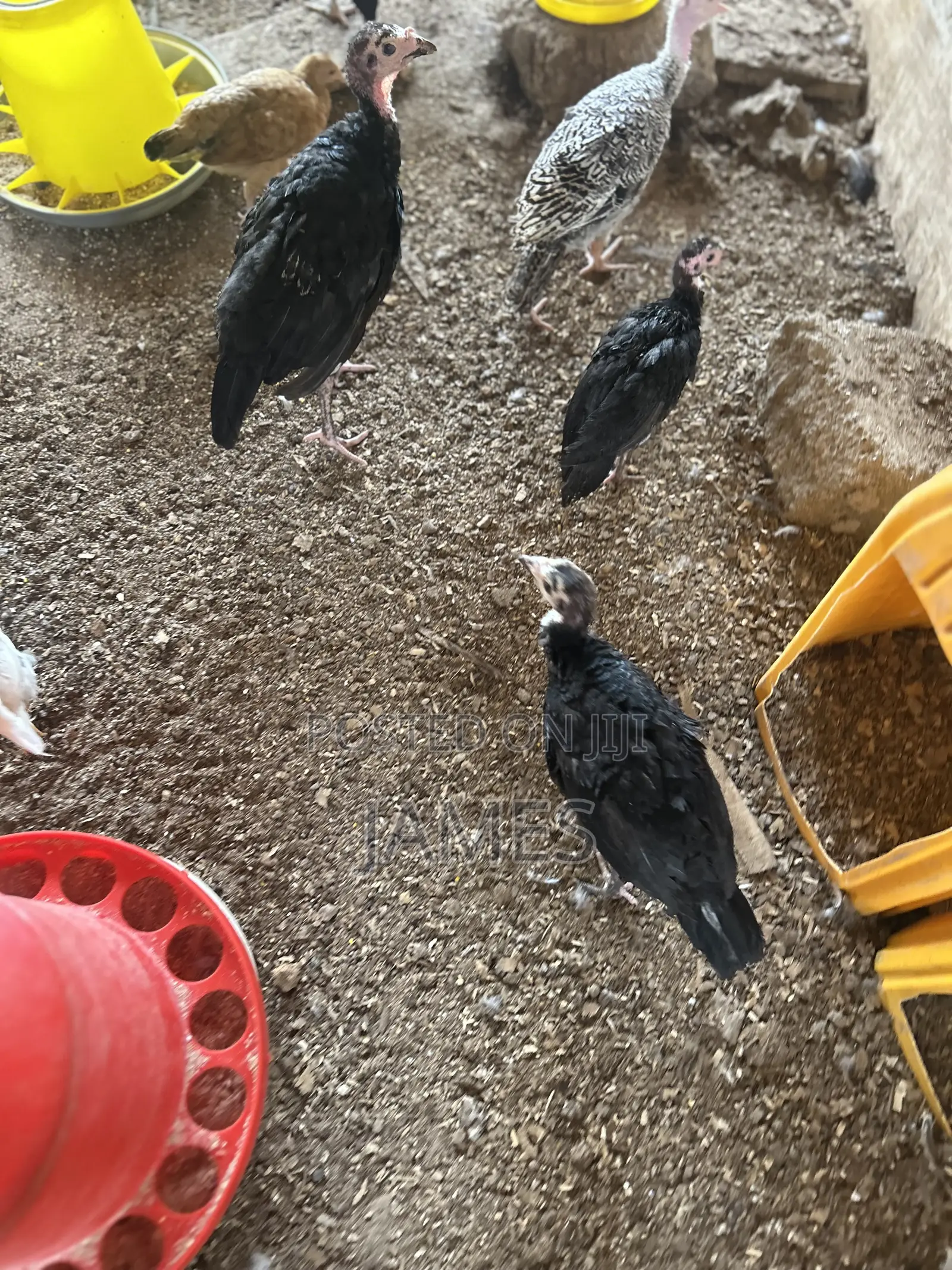 Foreign Turkey Poults