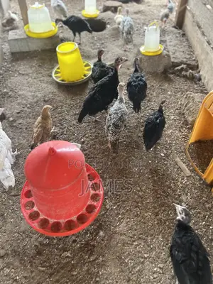 Foreign Turkey Poults
