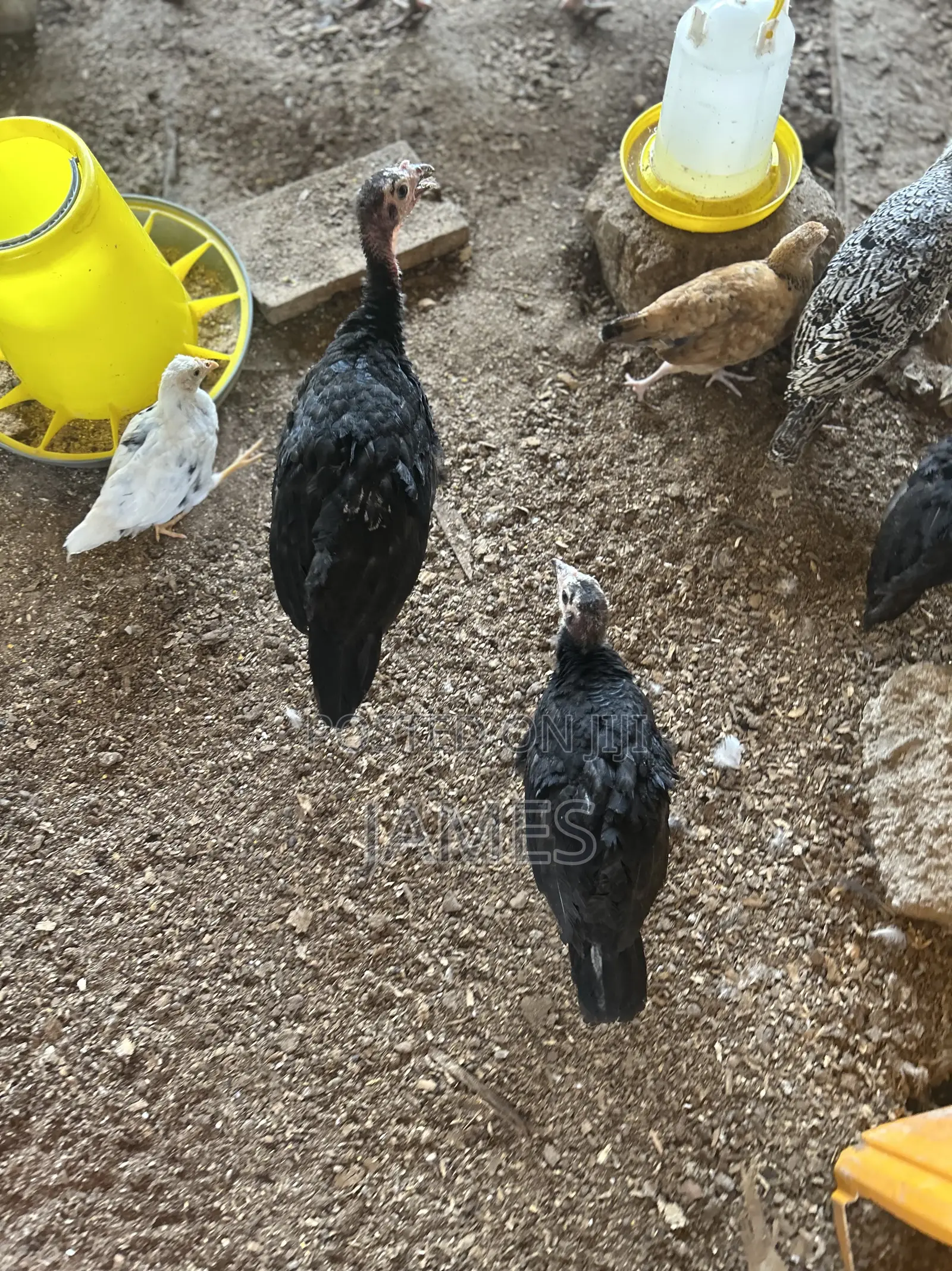 Foreign Turkey Poults