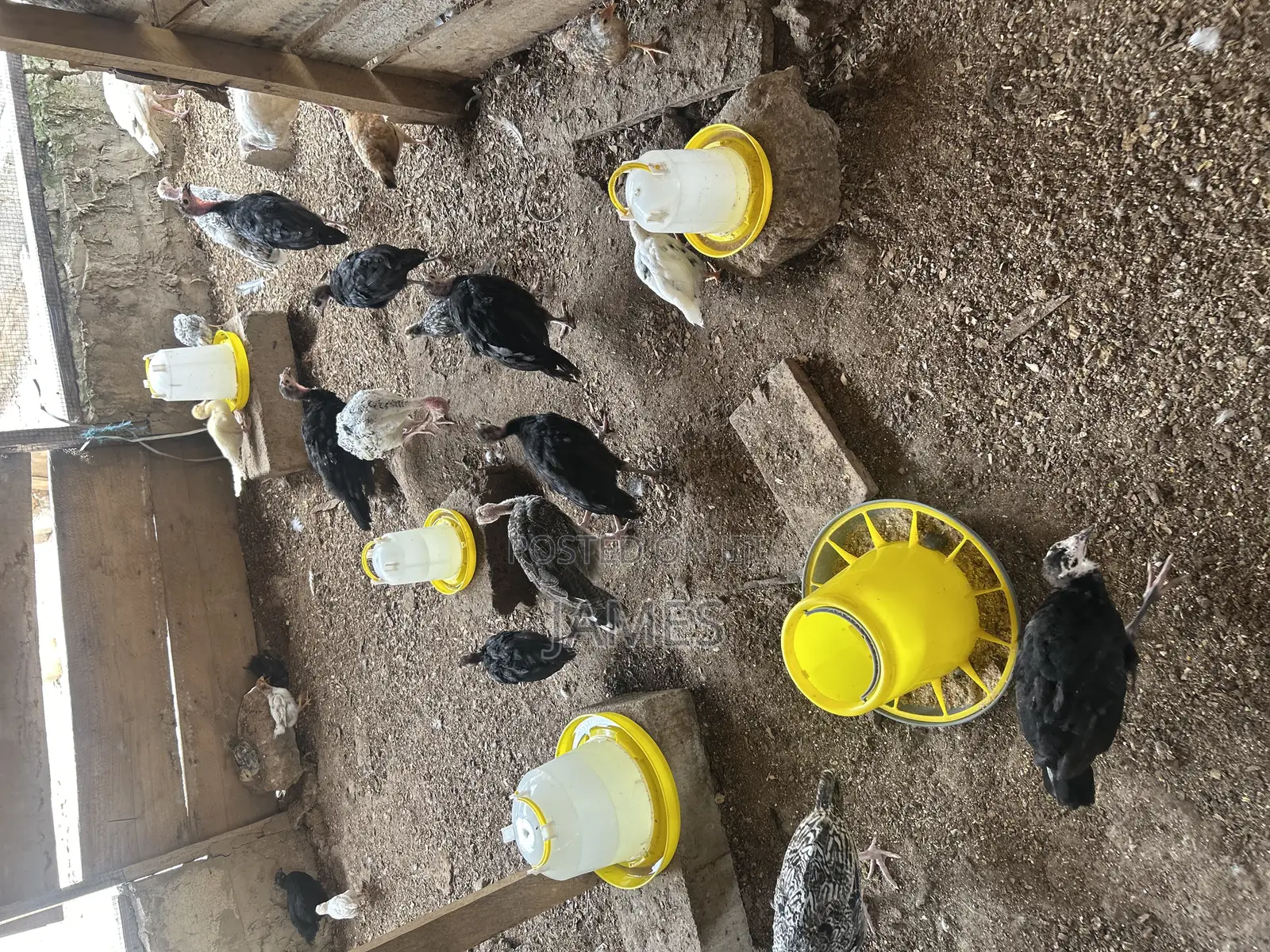 Foreign Turkey Poults