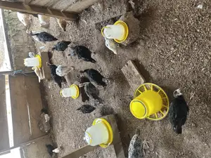 Foreign Turkey Poults
