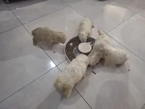 1-3 months Female Purebred Poodle