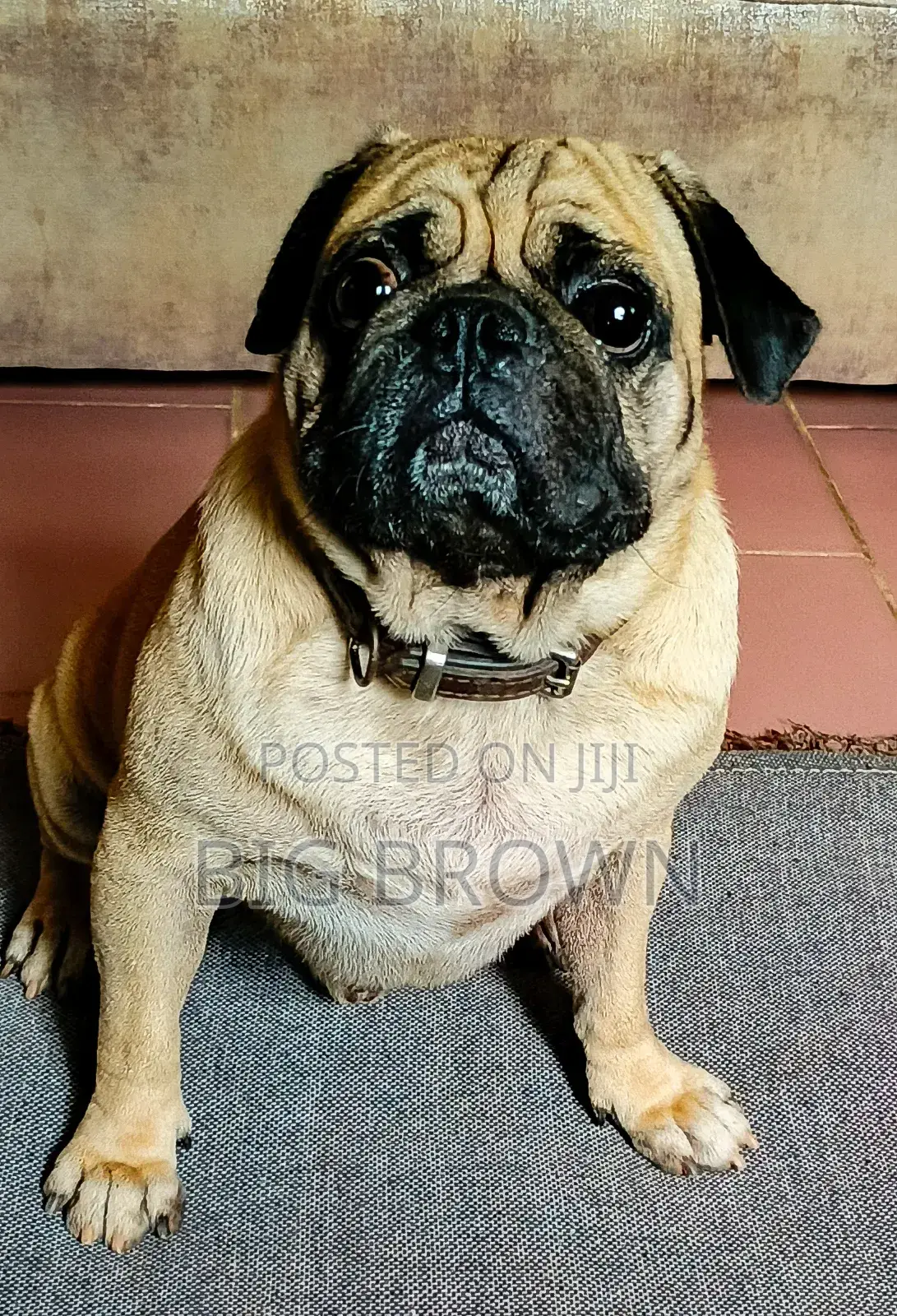 1+ year Male Purebred Pug